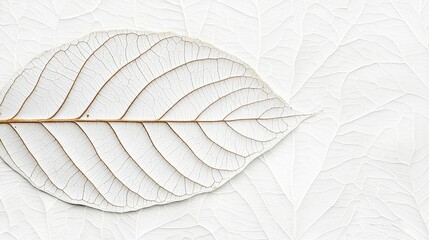 Obraz premium Delicate translucent leaf against a subtle textured background for natural and organic design concepts