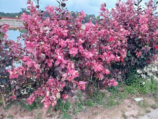 beauty, flora, red, beautiful, croton plant, leaves, croton, natural, tree, codiaeum, close-up, greenery, background, plant, colorful, forest, botany, bright, pattern, yellow, ornamental, summer, agri © Arif