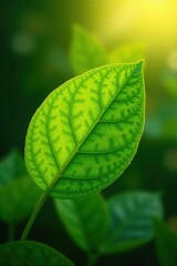 A Single Vibrant Leaf Illuminated by Warm Sunlight, Showing Intricate Vein Details and a Lush Green Hue in a Natural Setting