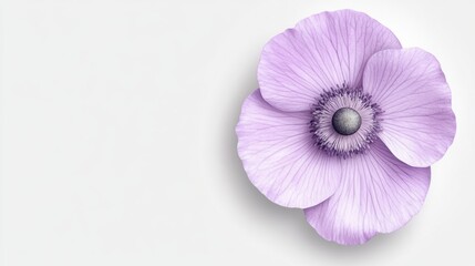 Delicate purple flower with detailed petals on minimalist white background