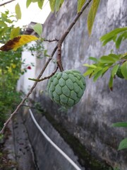Fototapeta premium Soursop fruit (Annona squamosa) has high nutritional content.