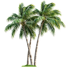 Coconut tree isolated on transparent background