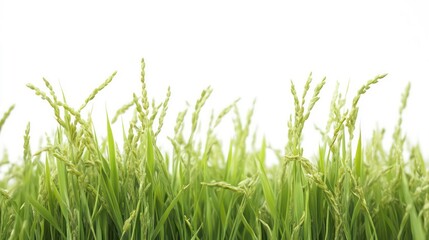 Fototapeta premium Close-up of vibrant green rice plants with grains developing against a white background.