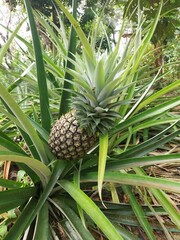 Obraz premium Pineapple plant with the Latin name Ananas Comosus.