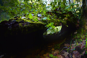 Green moss covering a tree trunk in a forest