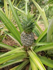 Obraz premium Pineapple plant with the Latin name Ananas Comosus.