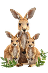 Fototapeta premium A family of kangaroos, isolate on white background, gathered together with joyful expressions and playful poses. cutout png