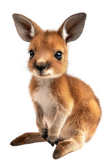Obraz premium A baby kangaroo, isolate on white background, with soft fur and an endearing expression. cutout png