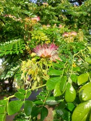 Rain tree or Samanea Saman is a tree that is popularly used as a shade tree in urban areas.