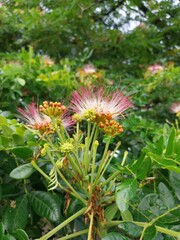 Rain tree or Samanea Saman is a tree that is popularly used as a shade tree in urban areas.