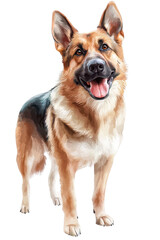 A German Shepherd standing tall, isolate on white background, showcasing its strength and intelligence. cutout png