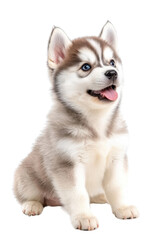 Obraz premium A baby Siberian Husky, isolate on white background, exuding cuteness with its fluffy fur and playful antics. cutout png