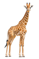 Obraz premium An elegant giraffe standing, isolate on white background, showcasing its unique features. cutout png