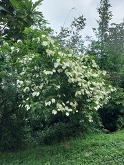 Fototapeta premium Kingkilaban with the scientific name Kingkilaban Mussaenda frondosa is a wild plant that can be used as a herbal medicine ingredient.
