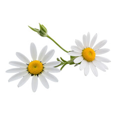 Obraz premium daisy isolated on white background 