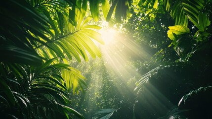 Sunlight Filtering Through Lush Rainforest Canopy