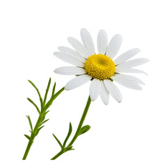 Fototapeta premium daisy isolated on white background 
