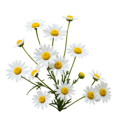 Fototapeta premium daisy isolated on white background 