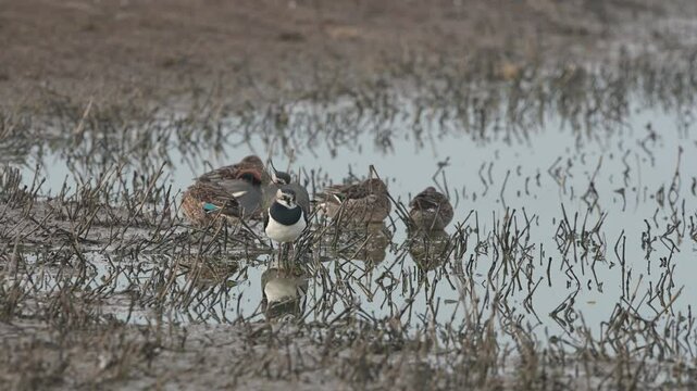 Northern Lapwing, Vanellus vanellus, bird on marshes