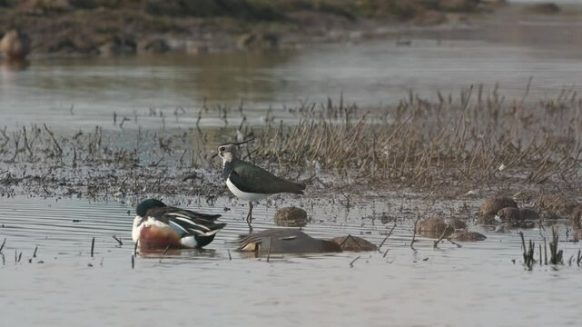 Northern Lapwing, Vanellus vanellus, bird on marshes