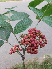 The sulangkar plant with the scientific name Leea indica is often used as a herbal medicine.