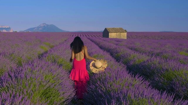A traveler strolls gracefully through vibrant lavender fields in Provence. The bright colors of the flowers contrast beautifully with the serene landscape and a rustic stone building in the distance.