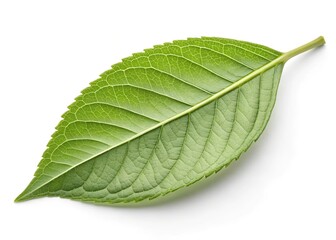 Obraz premium green leaf isolated on white
