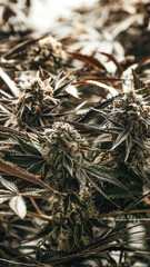 close up of growing plants