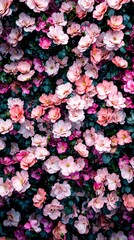 Obraz premium Romantic Pink Rose Wall Floral Background Spring Blooms Pretty Flowers Botanical Textu