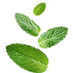 Four green mint leaves are shown in the air, with the top leaf being the largest