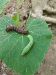 Leaf caterpillars with the Latin name Diaphania indica S are considered plant pests before they turn into pupae.