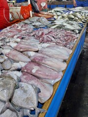 Squid or Sepioteuthis lessoniana Lesson is a delicious and nutritious cooking ingredient.