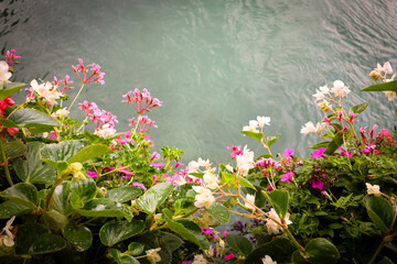 flowers over lake