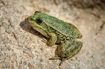 A lowland leopard frog sits on a rock in central Arizona