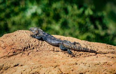 A sonoran spiny-tailed iguana basks in the central Arizona sun