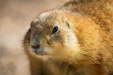 A curious black-tailed prairie dog in central Arizona
