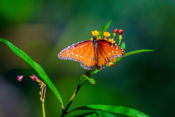 A queen butterfly feeds on scarlet milkweed in the central Arizona spring