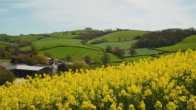 Rapeseed fields and farms from full frame Z6, Devon, England
