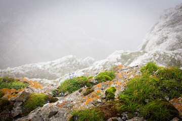 colorful moss on mountain