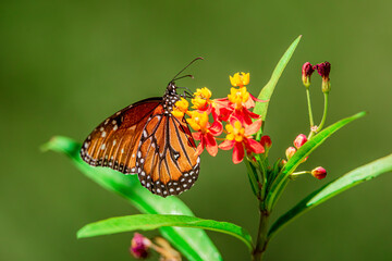 A queen butterfly feeds on scarlet milkweed in the central Arizona spring