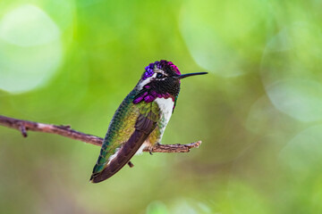 A male Costa's hummingbird perches on a tree branch in the sonoran desert of central Arizona