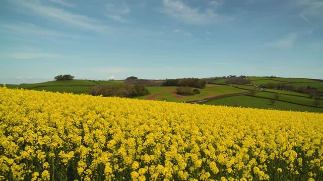 Rapeseed fields and farms from full frame Z6, Devon, England
