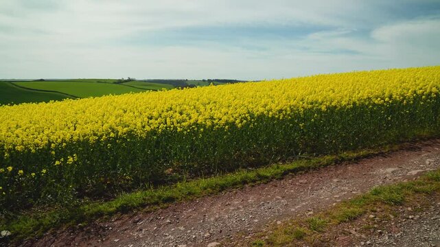 Rapeseed fields and farms from full frame Z6, Devon, England