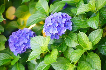 真夏の散歩中に見つけた紫色の紫陽花の花