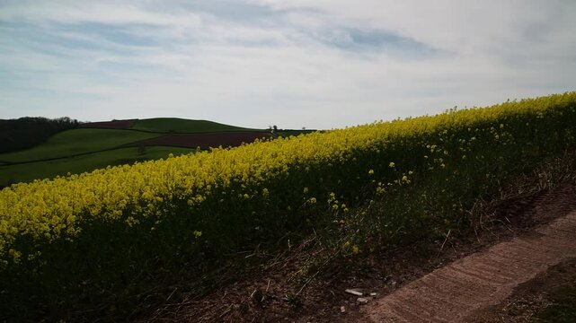 Rapeseed fields and farms from full frame Z6, Devon, England