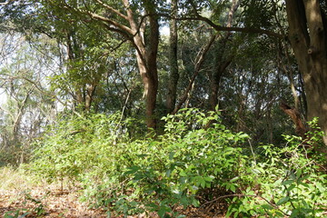 御塚・権現塚古墳　公園の風景