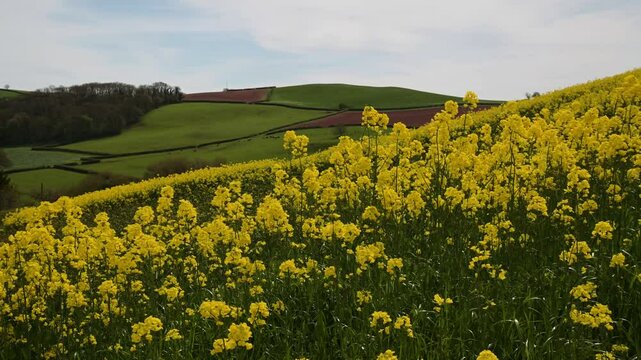 Rapeseed fields and farms from full frame Z6, Devon, England