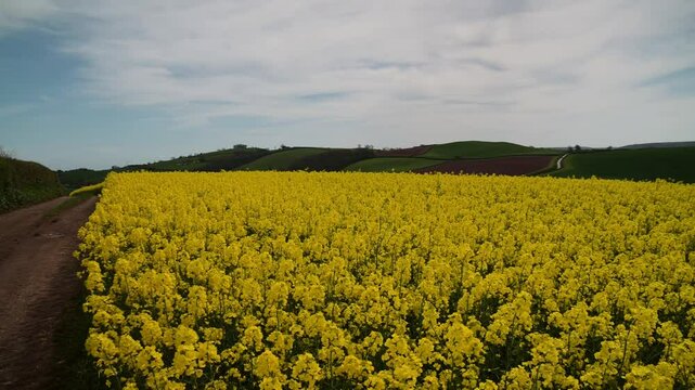 Rapeseed fields and farms from full frame Z6, Devon, England
