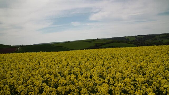 Rapeseed fields and farms from full frame Z6, Devon, England