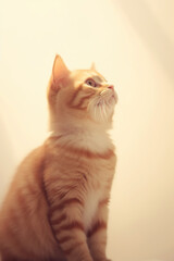 Beautiful orange cat on a plain background